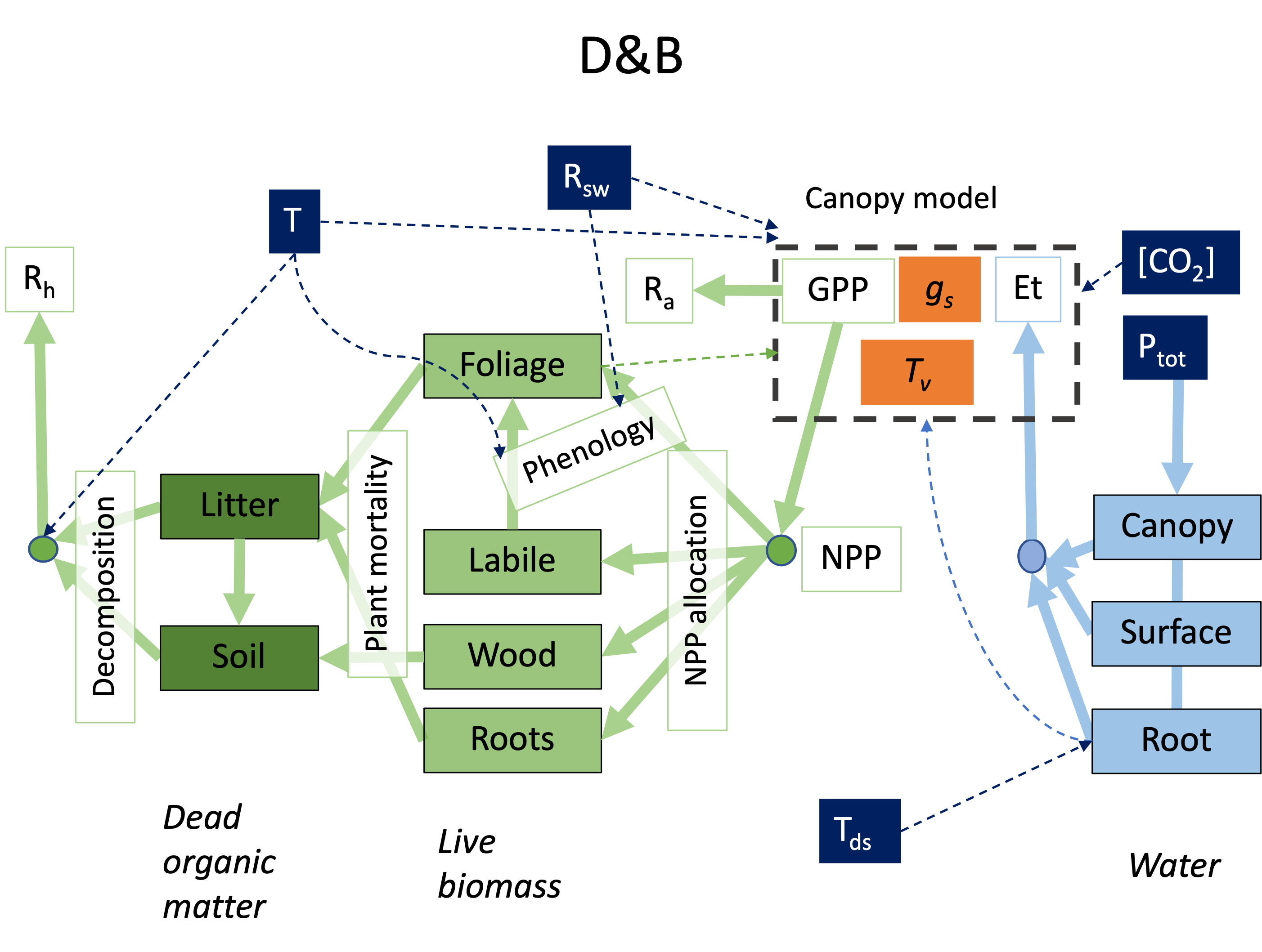 Flowgraph of coupled DALEC & BETHY model.